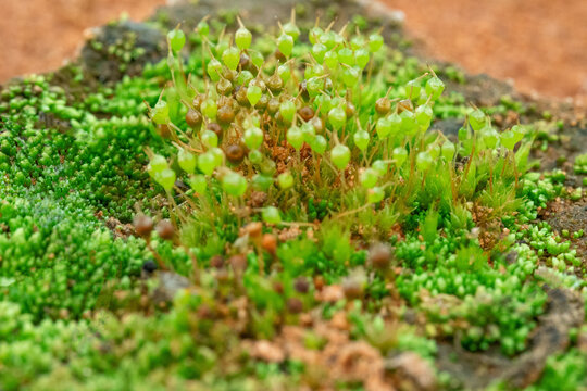 青苔特写