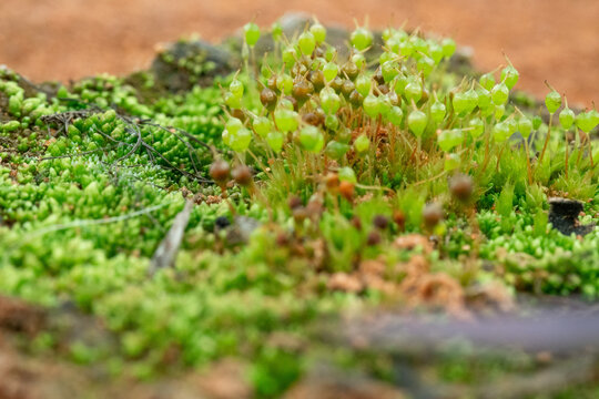 青苔植物特写