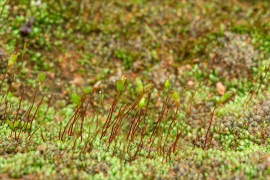 绿色苔藓特写