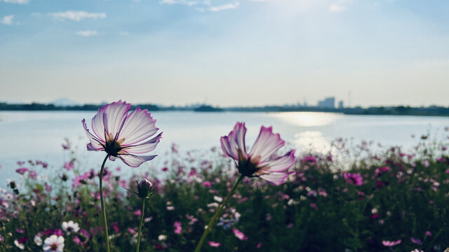 夕阳秋英花