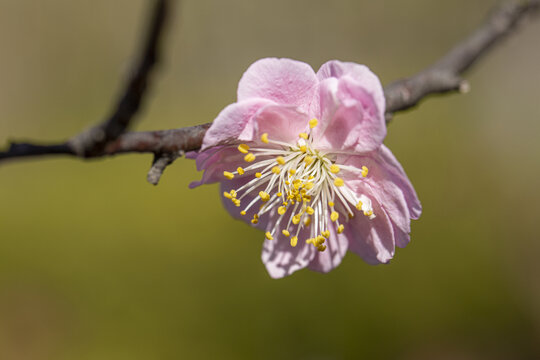 红梅花开