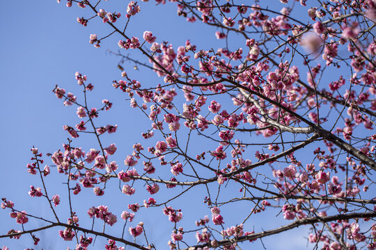 红梅花开