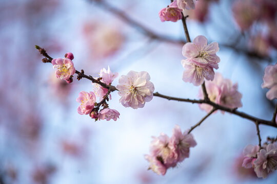 红梅花