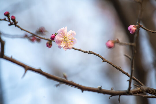 红梅花