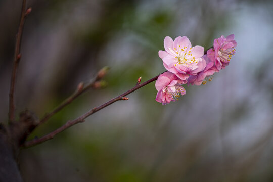 红梅花