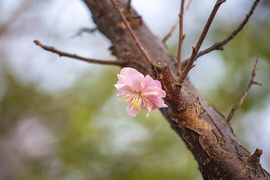 红梅花