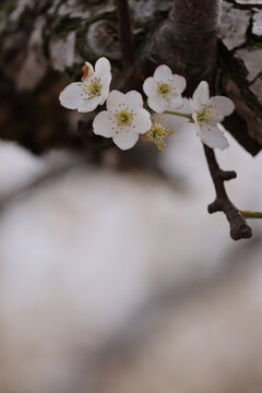 莱阳梨花