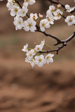 一枝梨花