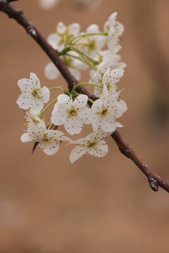 莱阳梨花盛开