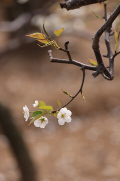 莱阳梨花