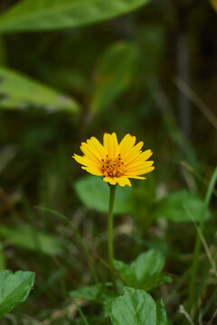 地锦花蟛蜞菊