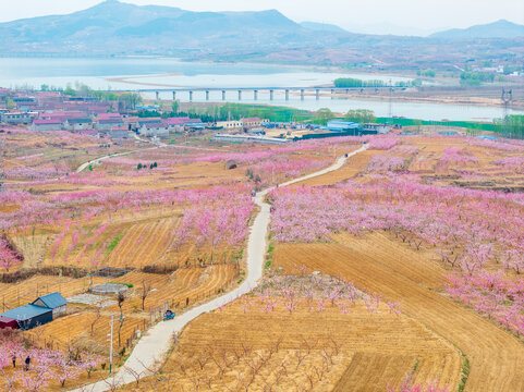 蒙阴旧寨万亩桃花盛开