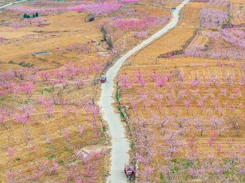 蒙阴旧寨万亩桃花盛开