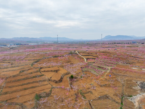 蒙阴旧寨万亩桃花盛开