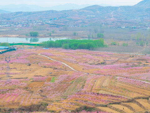 蒙阴旧寨万亩桃花盛开