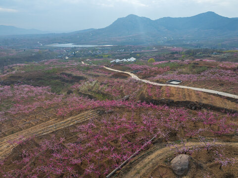 蒙阴旧寨万亩桃花盛开