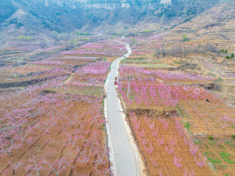 蒙阴旧寨万亩桃花盛开