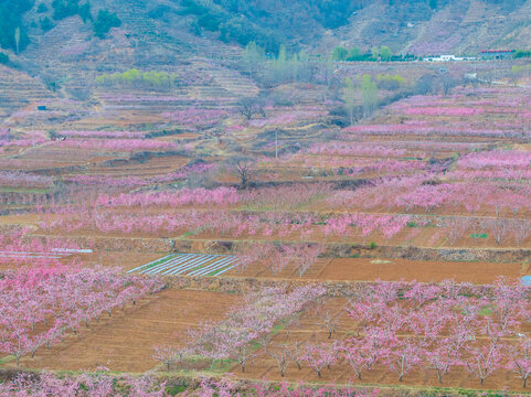 蒙阴旧寨万亩桃花盛开