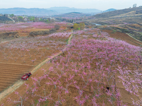 蒙阴旧寨万亩桃花盛开