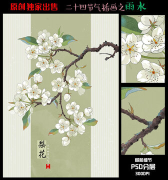 24節(jié)氣雨水梨花