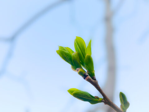 树芽