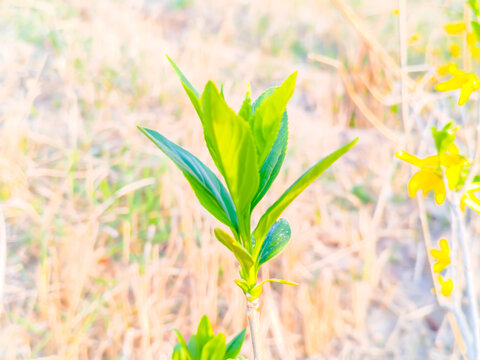 树芽