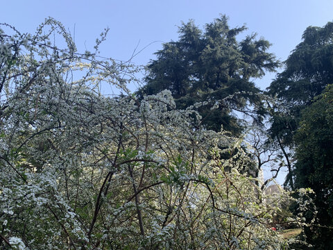 植物雪柳喷雪花