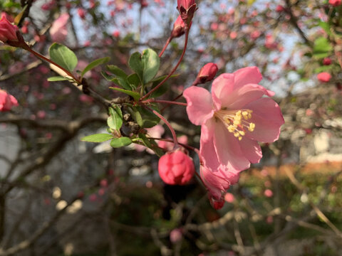 垂丝海棠