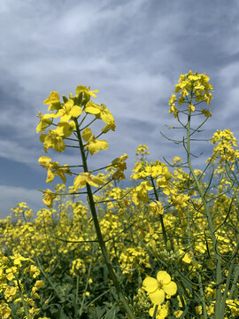 油菜花