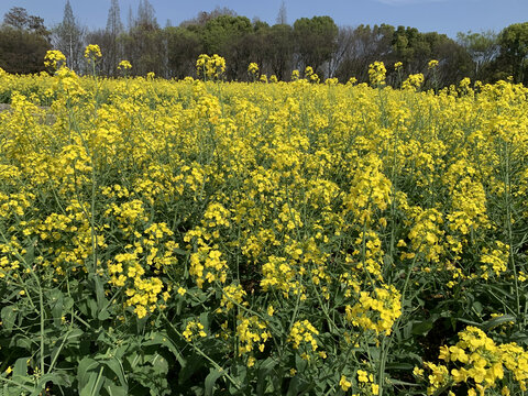 油菜花