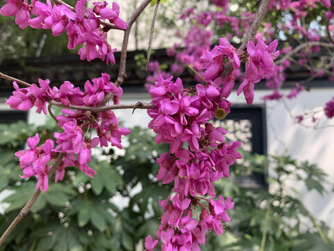 紫荆花