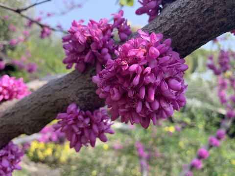 紫荆花