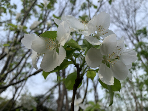 樱花