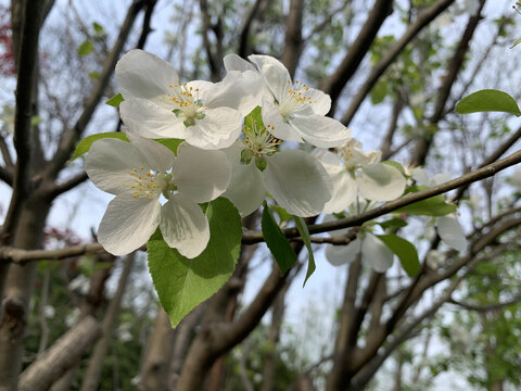 樱花