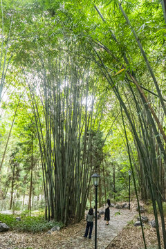 竹林步道