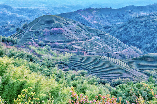 茶山竹海