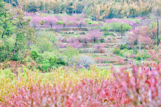 四明山桃花