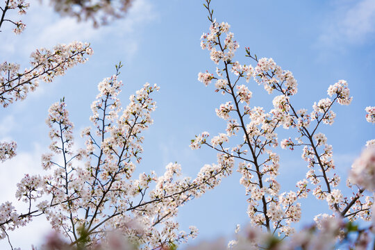 樱花