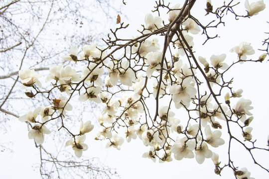 白玉兰花枝