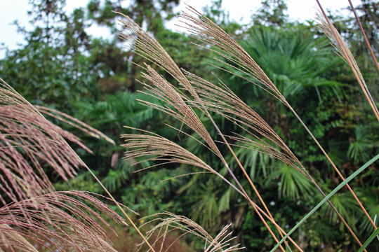 芦苇荡茅草