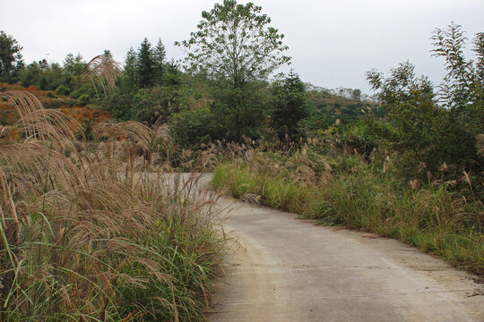 芦苇荡山路