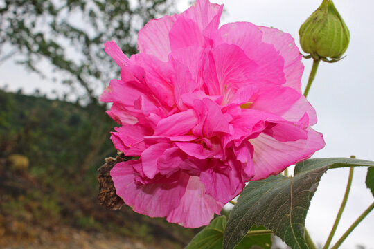 芙蓉花红花