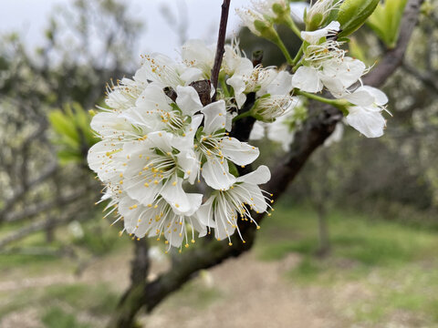 李子花