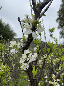 李子花