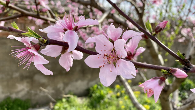 桃花