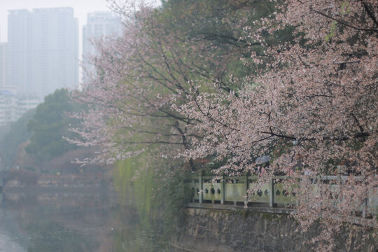 桃花盛开