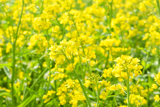 油菜花