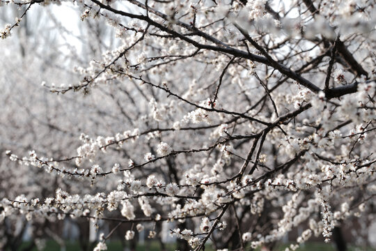 杏花枝条