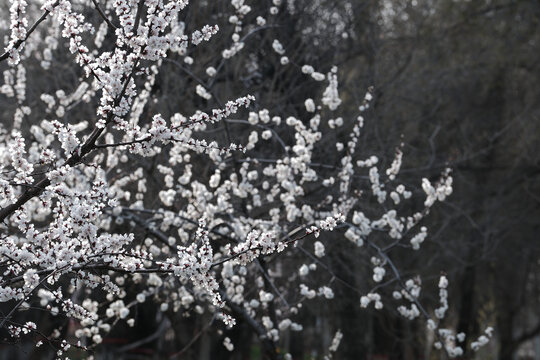 春暖花开