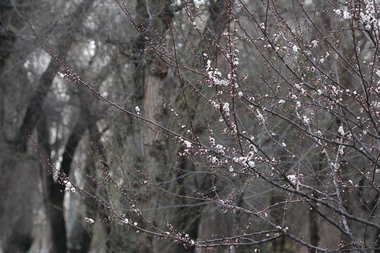 春暖花开